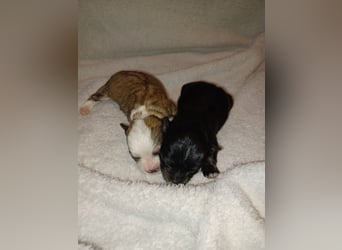 Maltipoo in zauberhaften Farben