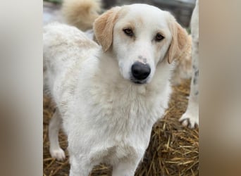 Nami, geb. ca. 12/2019, lebt in GRIECHENLAND, im städt. Tierheim Serres