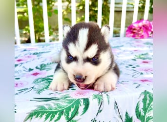 FCI Pedigree Blue Eyed Black & White Siberian Husky Champion Puppy