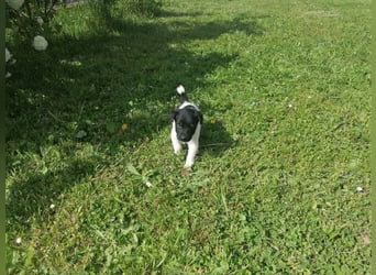 Foxterrier 
