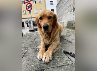 Milo Dark Golden Retriever Rüde katzenverträglich sucht erfahrenes Zuhause