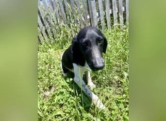 Sanfter und entspannter Junghund PEPPO sucht eine Familie!