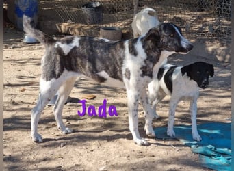 Jada geb. 01/2022 (ESP) - ausgeglichene und aufgeschlossene Schönheit!
