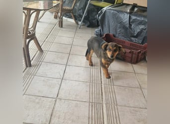 Elvis, 05.11.2024 geboren sucht seine Menschen