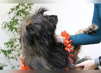 Wuscheliger Grey sucht seine Familie