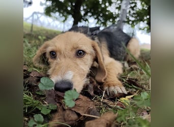 Nila ein fröhliches Welpenmädchen