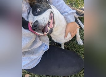 Amara sucht geduldiges Traumzuhause