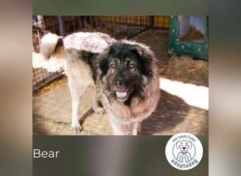 Bear: Hat seine Angst überwunden