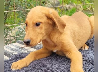 Kimbo ❤️ verspielter Labi-Bracke-Mix Bub