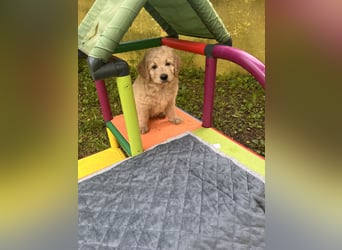 Goldendoodle mini Medium Doodle Abgabe an Pfingsten