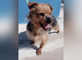 Tobby, sucht mit seiner Freundin Tara ein Zuhause