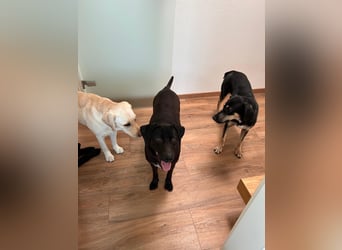 Maffy - Labrador-Mix-Hündin mit Herz sucht ihr Für-immer-Zuhause