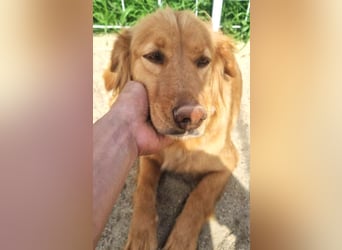 Lara – wunderschönes Retriever Mix Mädchen