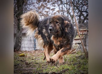 Freundlicher HAGRID-sanft, mit großen Herzen für Menschen will endlich raus aus dem Tierheim