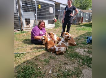 Jackson, Cavalier King Charles Spaniel geb. 2018