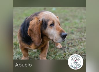 Abuelo: Senior sucht ein Zuhause