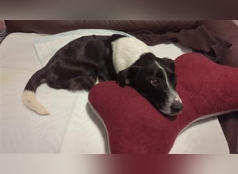 Luca, geb. 04.04.2019, 35 cm, wartet so sehr auf ein eigenes Körbchen