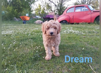 Wunderschöne Labradoodle Welpen, dürfen jetzt ausziehen!