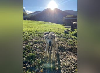 Moon - schneeweißer Husky