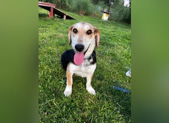 Didi, süße und freundliche Hundedame sucht ein Zuhause