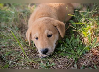 Gregor: Hundekind sucht ein Zuhause