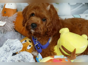 Wunderschöne Cavapoo Welpen F1 (Toypudel/Zwergpudel + Cavalier King Charles Spaniel) mit Ahnentafel