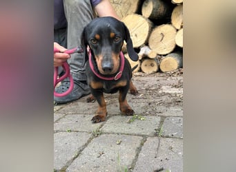 Norman, 1 Jahr, 25cm sucht sein Glück