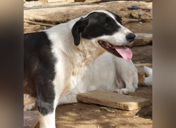 Nika sucht ein zuhause