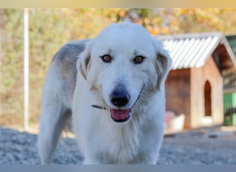 Vendy - schüchterne aber freundliche Kuvasz-Mix Hündin / zur Zeit noch in Rumänien