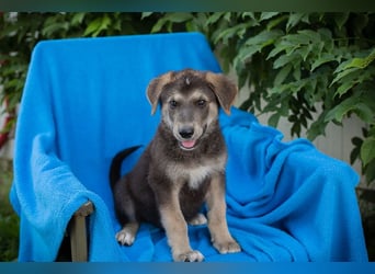 Chip 269217: Hundekind sucht ein Zuhause