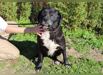Josephine, Labrador-Mix, lieb und sozial