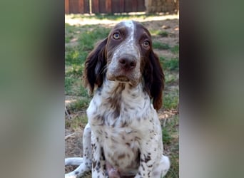 English setter Rüde