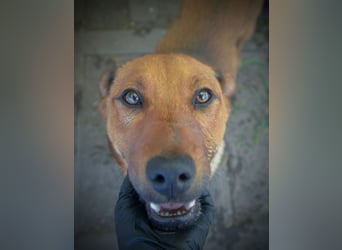 TILLY - sportliche, junge Hündin sucht Familie