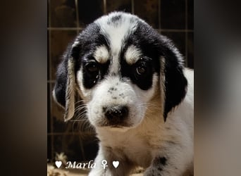 Marla sucht ab  September ein Zuhause