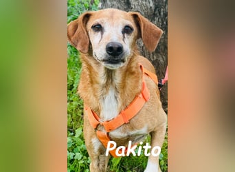 Pakito 08/2017 (ESP) - verschmuster, ruhiger Goldschatz sehnt sich nach Liebe!