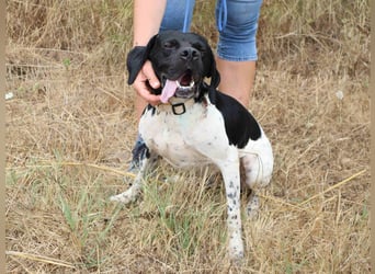 Douglas,  Pointer-Mix, lieb und sozial