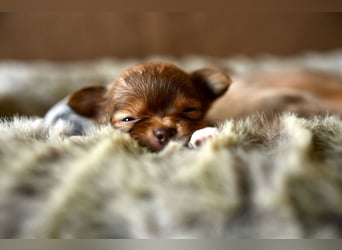 Supersüßes Mini Chihuahua Mädchen