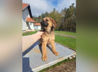 Mela Welpe Mischling Hündin Junghund sucht Zuhause oder Pflegestelle