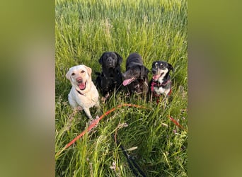Maffy - Labrador-Mix-Hündin mit Herz sucht ihr Für-immer-Zuhause