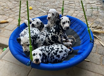 Bezaubernde kleine Dalmatinerdame