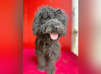 schmusige Puli-Hündin XENA - 2 Jahre, 40cm/12kg 