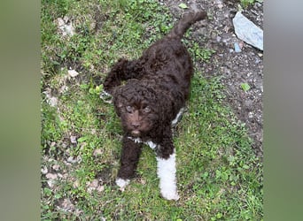 Lagotto - ein Herz aus Locken und Liebe