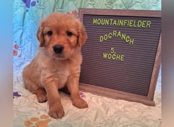 ein Kleiner Rüde sucht noch sein "für immer Zuhause"