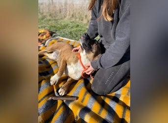 Erszi, Knutschkugel möchte gerne Kuscheln