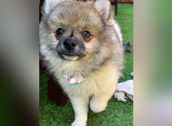 Bonnie SR - Spitz-Prinzessin sucht ihr Für-immer-Zuhause