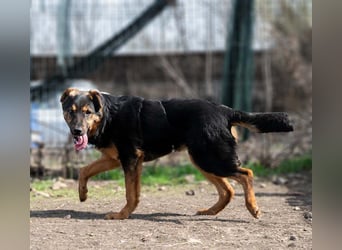 BATMAN-schüchterner Held auf 4 Pfoten sucht dich und sein Zuhause