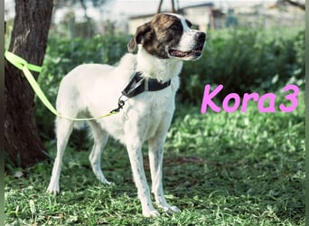 Kora3 08/2019 (ESP) - verspielte und kluge, hübsche Boxer-Mix Hündin!