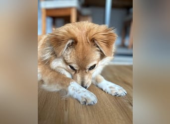 BLUNA (jetzt HAPPY), Hündin, 1 Jahr, 34cm, Mischling, Tierschutz, auf PFLEGESTELLE in Siegburg