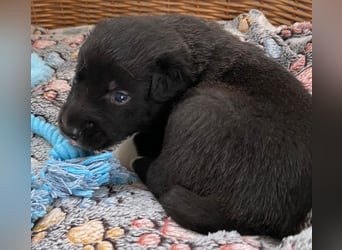 Border Collie Mischlings Welpen