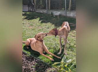 ANNI ❤️ lustige Galga, Pflgefamilie Bischberg